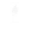Træ Portait Natur Skove Blade