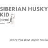 Siberian Husky Kid Definition