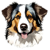 Australian Shepherd Dog