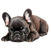 French Bulldog Puppy Brown