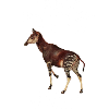 Okapi Zoo Expedition
