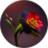 Black-Red Amaryllis