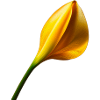 Golden Calla