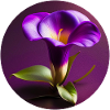 Purple Calla