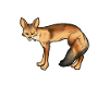 Drawing of a Bengal fox