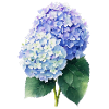 Hydrangea