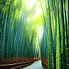 Bamboo Street