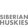 Café et Husky Sibérien