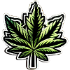 Canna 1