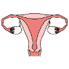Uterus Gebärmutter
