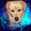 Labrador, Golden Retriever, graffiti,malerei