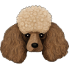 Poodle head