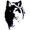 Wolf black & white