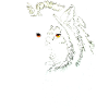 Wolf black & white