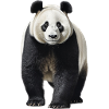Le panda géant