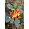 Large-feathered dahlia / Georgine sepia