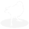 Jackdaw