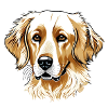 Golden Retriever Dog