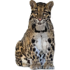 Clouded leopard