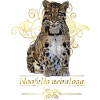 The Clouded Leopard