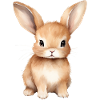 Cute Bunny