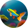 Guppy