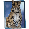 Clouded leopard