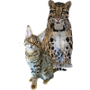 Clouded leopard and cat
