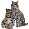 Clouded leopard and lynx