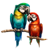 Budgie Bird Owner Bird Cockatiel