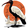Egyptian ibis n°3