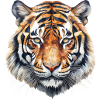 The Sumatran tiger