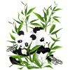 Pandababys im Bambusfeld