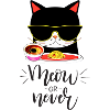 Hungry Cool Cat