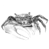 Crabby