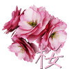 Cherry Blossom