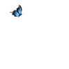 Écureuil avec papillon