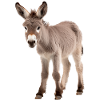 Bébé âne Esel