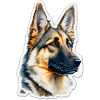 German Shepherd