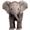 Baby Elephant Elefant