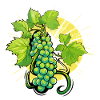 Bunch of green grapes