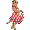 Meerkat Polkadot