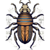 Egyptian insect beetle