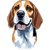 Beagle Dog
