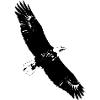 Aigle royal
