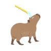 Capybara Shower Capybara Rodent