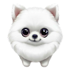 Adorable Pomeranian Puppy