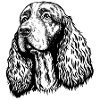 Spaniel Portrait