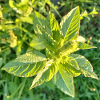 Juste vert Bonheur / Amarante