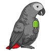 Parrot Popsicle
